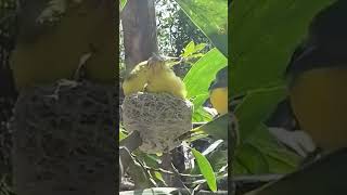 Download lagu Indukan burung sirtu sedang meloloh anaknya #shorts #shortsvideo #shortsfund #birds mp3