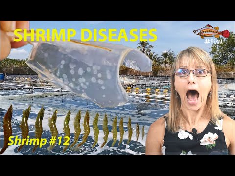 SHRIMP DISEASES OVERVIEW #12 | #FISH
