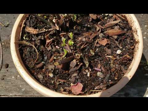 How to Revive Mint Plant? [Comprehensive Answer] - CGAA.org