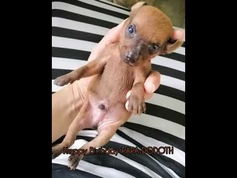 Dog's Chronicles in One Year