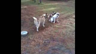 Tank gettn&#39; dat good good