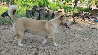 Bobo and puppy #dog #cuteanimal #pets #animals