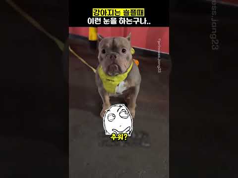 강아지는 슬플때 이런 눈을 하는구나..