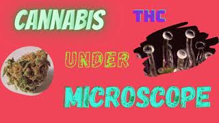 Cannabis under Microscope ║ THC