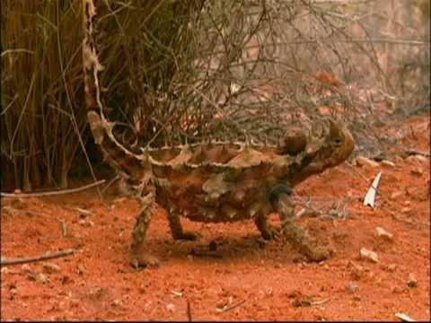 Australien - Land der Extreme (Doku)