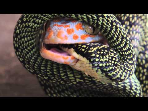 วิธีไล่ตุ๊กแก