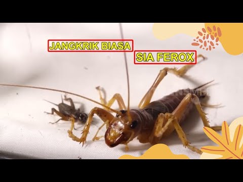 SIA FEROX Si Jangkrik Raksasa Yang WOW Banget | SI OTAN (22/03/22)
