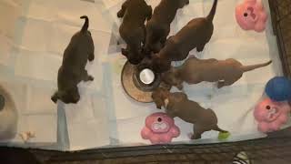 Video preview image #8 American Bully Puppy For Sale in OVERLAND, KS, USA