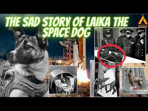 What Happened to Laika In space? | Sad True Story Of Laika The Space Dog