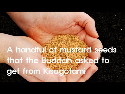 Short Story: A handful of mustard seeds that the Buddha asked to get from Kisagotami