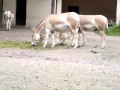 Onager
