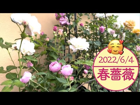 , title : '2022/6/4🌹春薔薇🌹万葉✨ラレーヌビクトリア✨シュシュ✨マロン✨パルファンダムール✨プロスペリティ✨クチュールローズチリア'