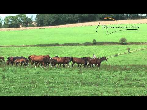 Daily Dream *2010 www.pferdesportservice.de- Gelände