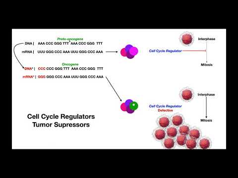 Cell Cycle Regulators & Tumor Suppressor Genes | Proto-oncogenes & Oncogenes