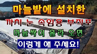 [텃밭농부. 1,255]  마늘밭에 설치한 까치 눈가림용 부직포를 싹이 나올 때 처리 하는 방법