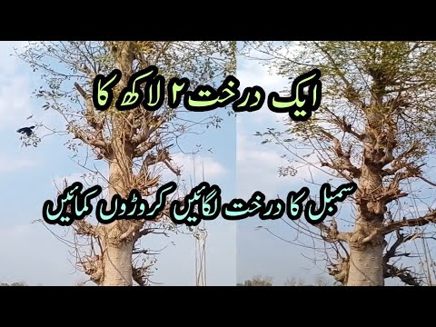 Tree farming in pakistan sumbal farming / Sumbal kese lagaen / Sumbal farming in pakistan /سمبل درخت