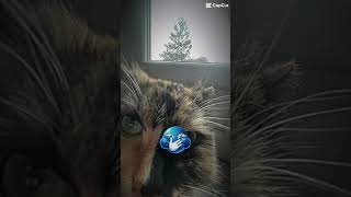 My cat is beautiful #edit #anime #dragon #brawlstars #cat #chat #pokemon #pokemontcg #caredit #cart