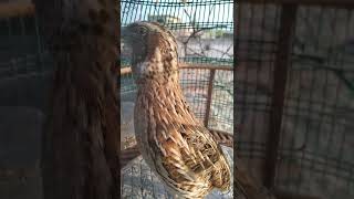 Download lagu quail sound|batair ki awaz|desi batair ki awaz|quail|quail mp3|quail audio|quail bird|desert quail mp3