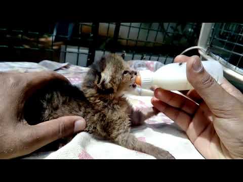 Alpana Bhartia | PFA - Wild Cat