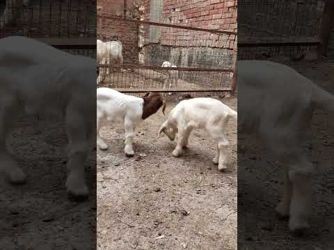 , title : 'Breeding Shami goats'