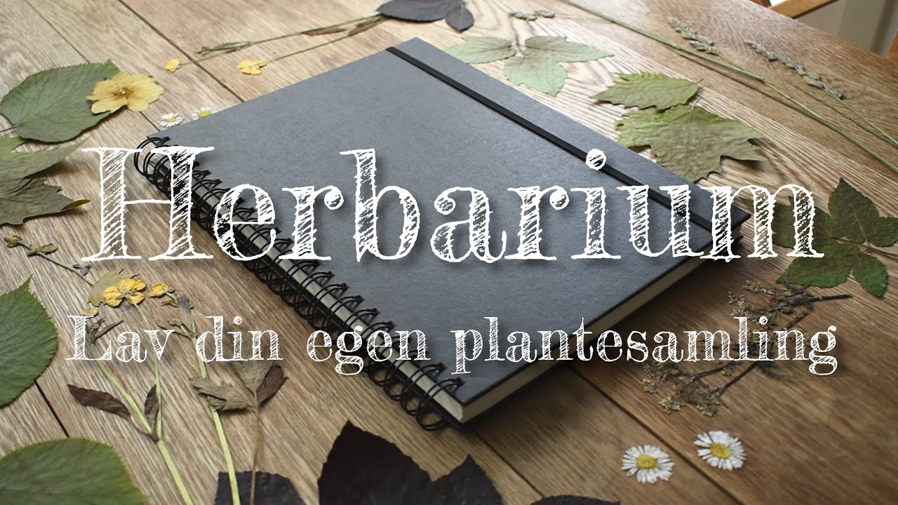 Herbarium | Lav din egen plantesamling