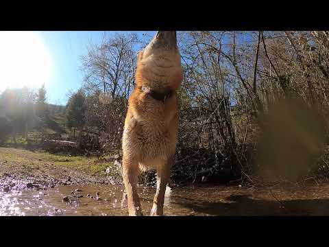 dog cemeraside show with look op