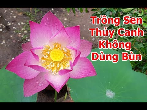 , title : 'Trồng sen thủy canh không dùng bùn - Làm sao ươm hạt sen ra rễ nhanh.'