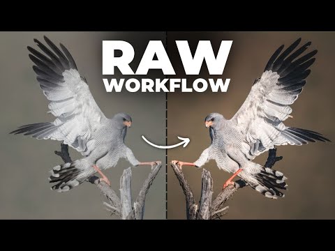 Use This RAW Workflow for Better Wildlife Photos