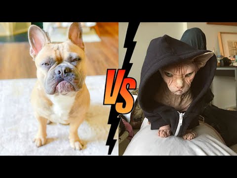 Angry Cats VS Dogs Funny Compilation 2020!!!