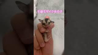 手足尻尾が白い　女の子の手袋モザイクちゃん #癒し #sugarglider #可愛い #癒される #エキゾチックアニマル #フクモモベビー #かわいい #モザイク