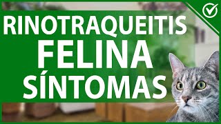 🐈 Rinotraqueítis Felina: Tratamiento, Contagio y Síntomas 👃🐈
