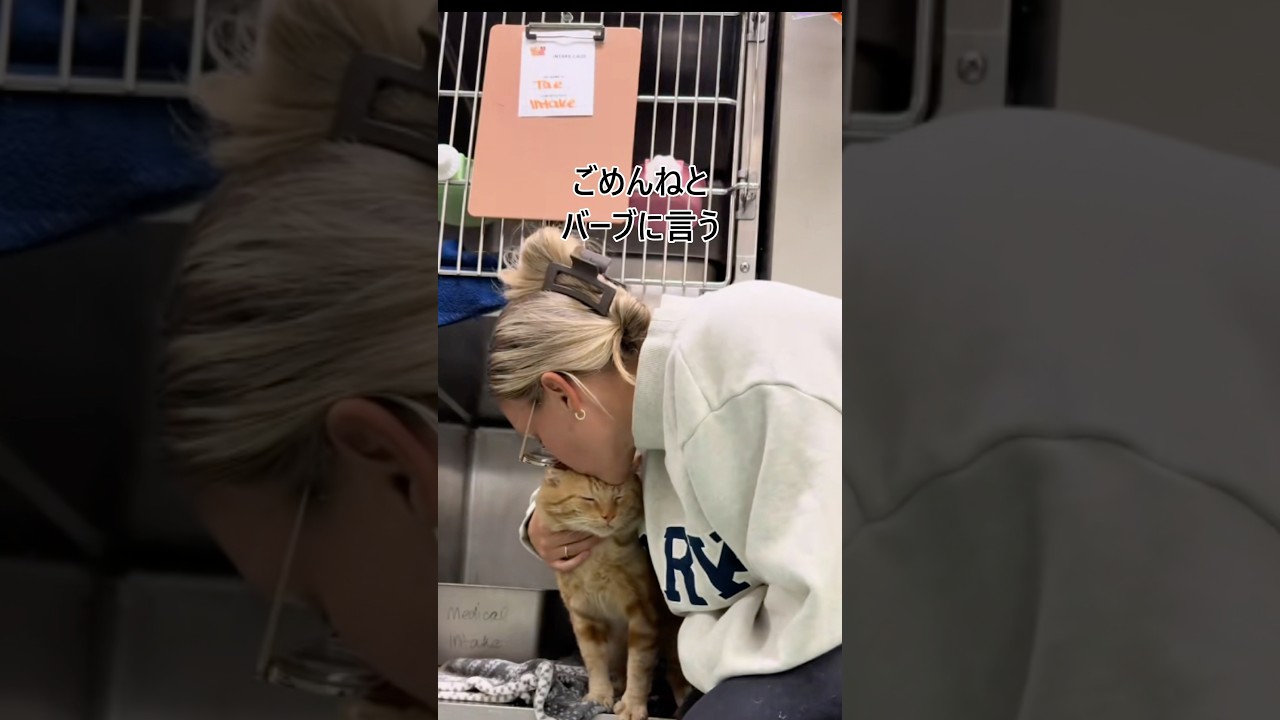 病気だからと捨てられた猫を#shorts #cat #respect #rescue #猫#保護