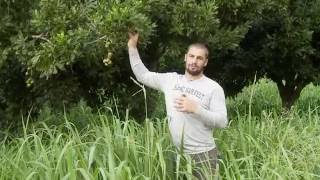 Great video explanation of Korean Natural Dry Farming and what happens in soil (no other inputs need