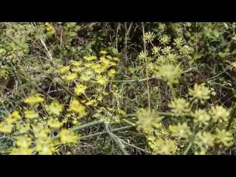 Insel Elba TV IMPRESSIONEN: Macchia