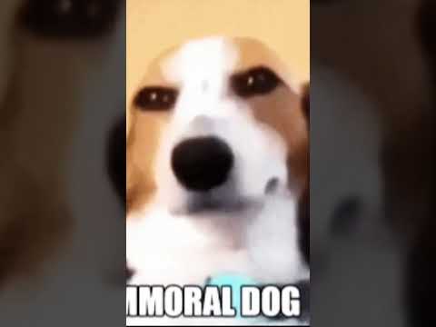 fikir ib zorunlu!! Dog fancams #keşfet #shorts #fyp