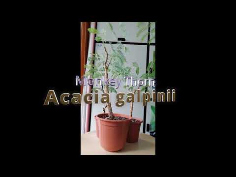 Acacia galpinii Bonsai Prebonsai #shorts