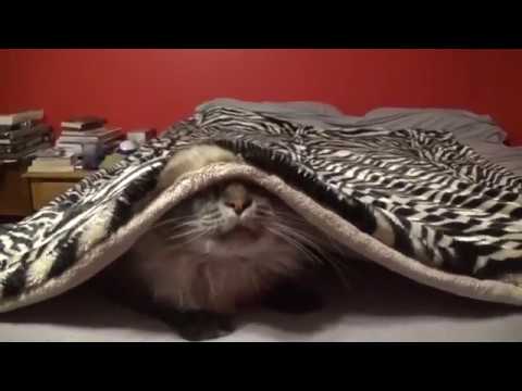 My Cat Leah - Hiding Under Blanket
