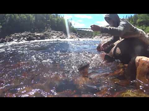 Atlantic Salmon Caught With Bare Hands On Pinware River, Labrador