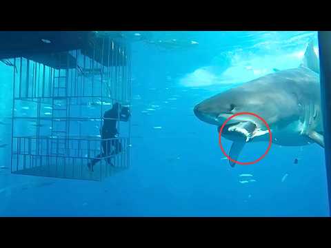 8 Mins of Cage Divers Messing with the Wrong Great White Shark