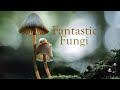 Fantastic Fungi Watch A Documentary About Mushrooms Fungi Film 2025