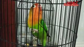 Download lagu Pancingan lovebird isian kapas tembak di jamin ikut nyaut mp3 Download lagu Pancingan lovebird isian kapas tembak di jamin ikut nyaut mp3