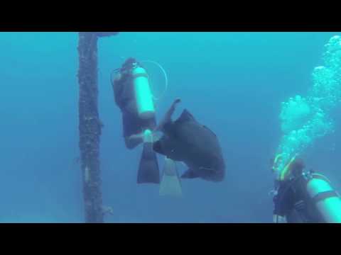 Roatan Honduras Reef Scuba Diving (Norwegian Star Cruise)