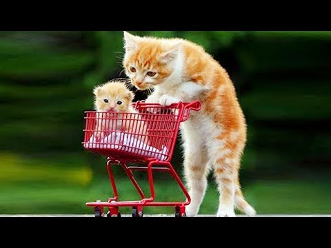 Essayer de ne pas rire meilleurs chiens et chats drôles partie 7