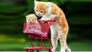 Essayer de ne pas rire meilleurs chiens et chats drôles partie 7