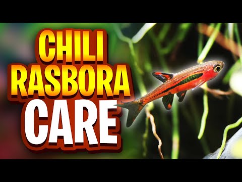Chili Rasbora Care Guide - (Tank Setup, Tank Mates, Food, Water Parameters, Natural Habitat)