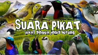 Download lagu suara pikat semua jenis burung besar dan kecil mp3