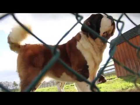 Johnson Farms Saint Bernards