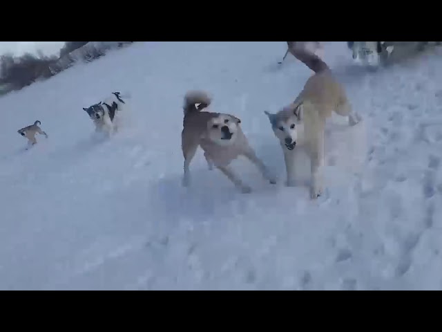 В Ухте стая бродячих собак напала на школьника