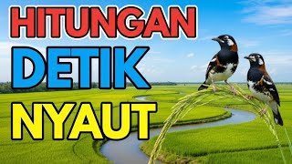 Download lagu Masteran Anis Kembang Full Isian Dahsyat, Pancingan Suara Dijamin Langsung Ngeplong Tanpa Jeda mp3
