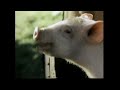 Opening To For Richer Or Poorer 1997 VHS 60fps